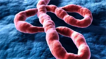 ¿Qué se sabe del nuevo brote de ébola declarado en la República Democrática del Congo?