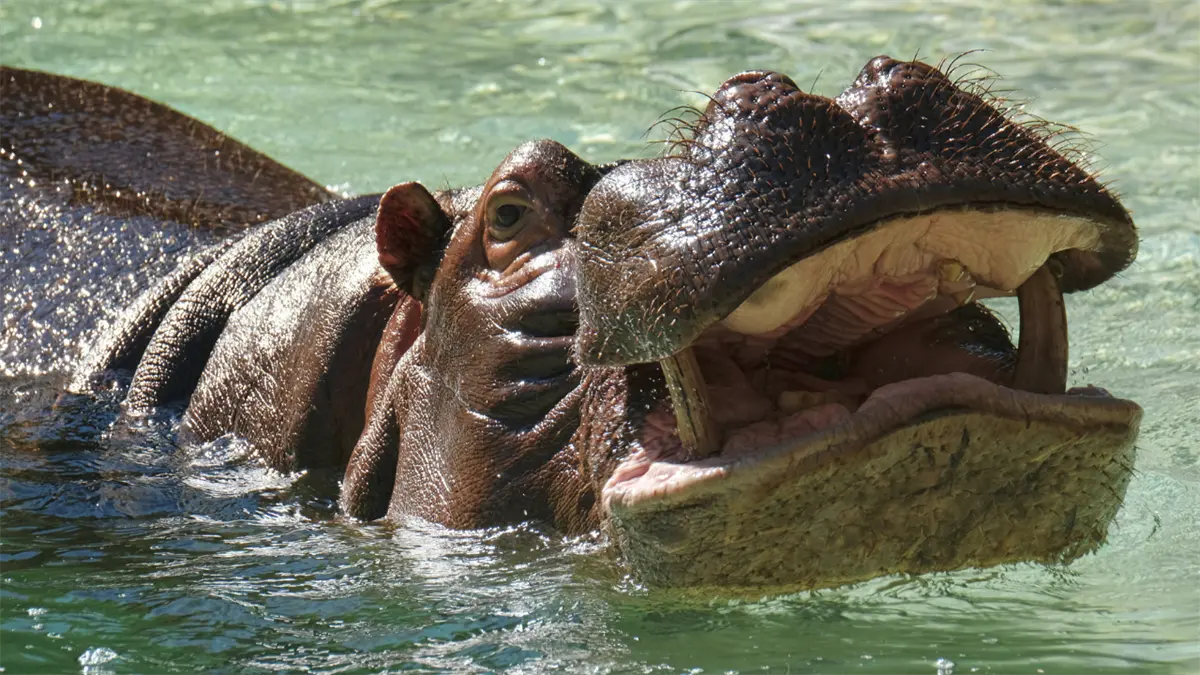 Once personas desparecidas en Costa de Marfil en un naufragio causado por un hipopótamo
