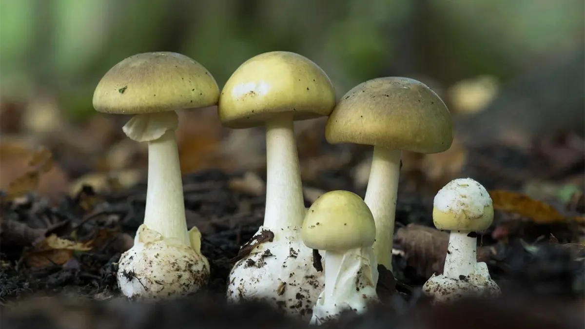 Hongos mortales