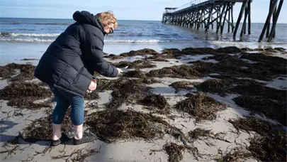 Australia advierte sobre alga t&oacute;xica que pone en riesgo a personas con enfermedades respiratorias