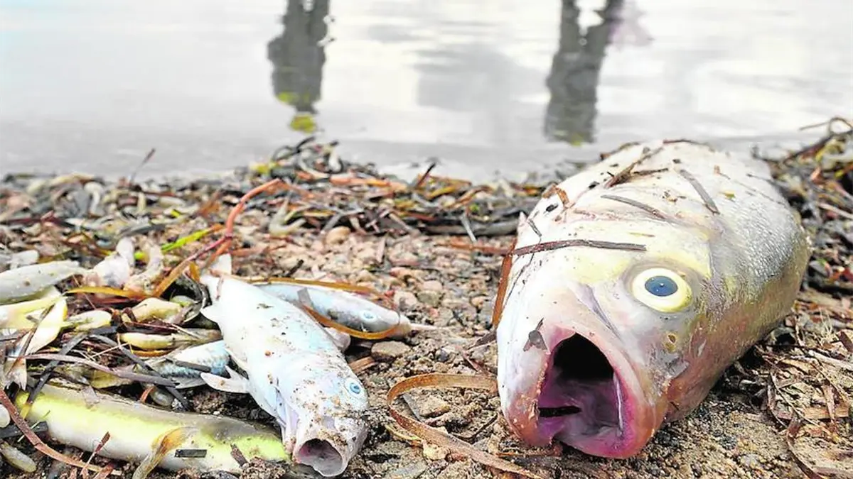 Peces muertos en el Rio Soco