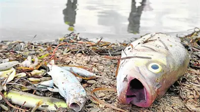 Medio Ambiente investiga mortandad de peces en el r&iacute;o Soco