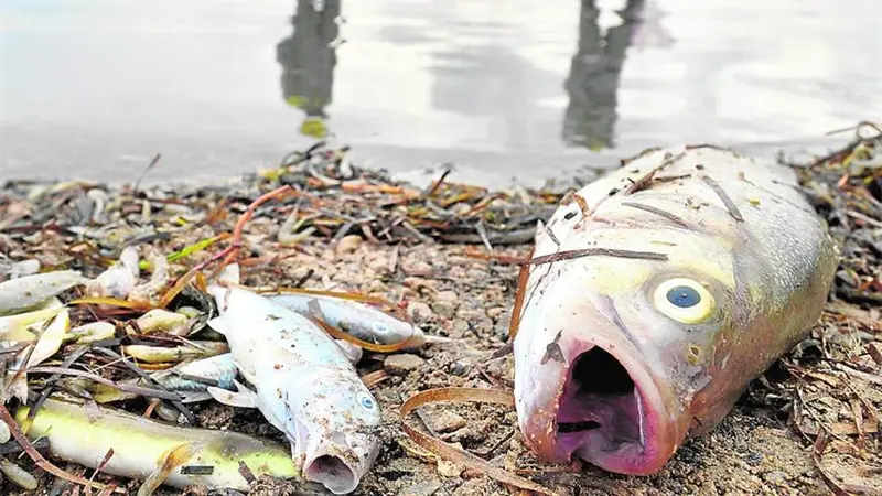 Medio Ambiente investiga mortandad de peces en el río Soco