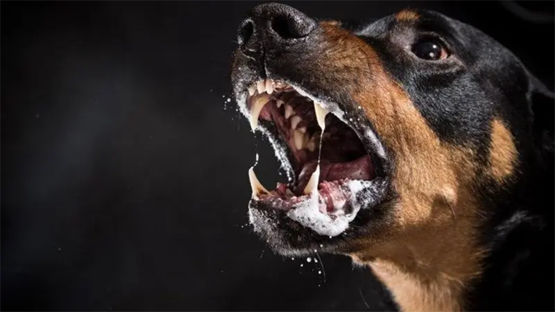 Bangkok emite alertas de alto riesgo por casos de rabia en perros callejeros