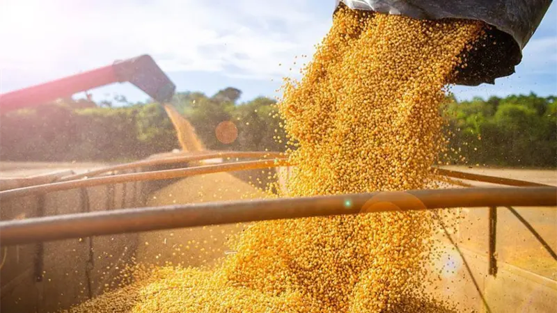 Brasil recogerá este año una cosecha récord de 341,2 millones de toneladas de granos