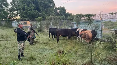 Ejército recupera reses en operativo realizado en Dajabón