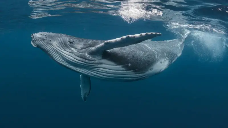 Presentan 250,000 firmas para que la UE reduzca velocidad de barcos y proteja a ballenas