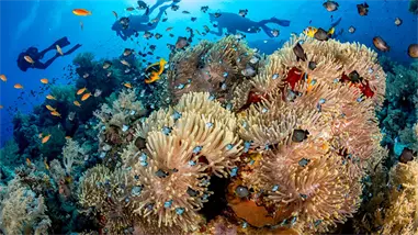 El 70 % de los arrecifes de coral del Atlántico no crecerá por el calentamiento global