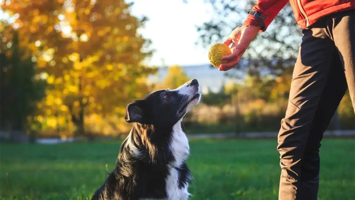 Los perros pueden clasificar objetos nuevos según su función y sin entrenamiento previo