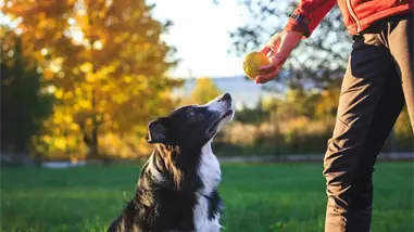 Los perros pueden clasificar objetos nuevos según su función y sin entrenamiento previo