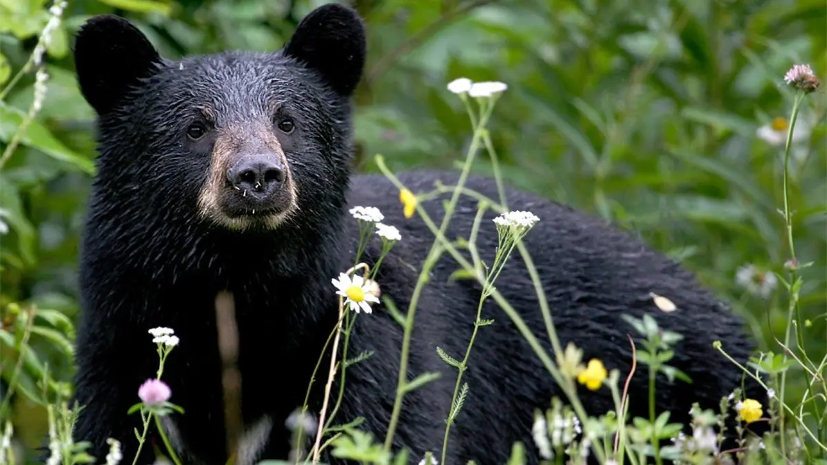Organización animalista demanda al estado de Florida por autorizar polémica caza de osos negros