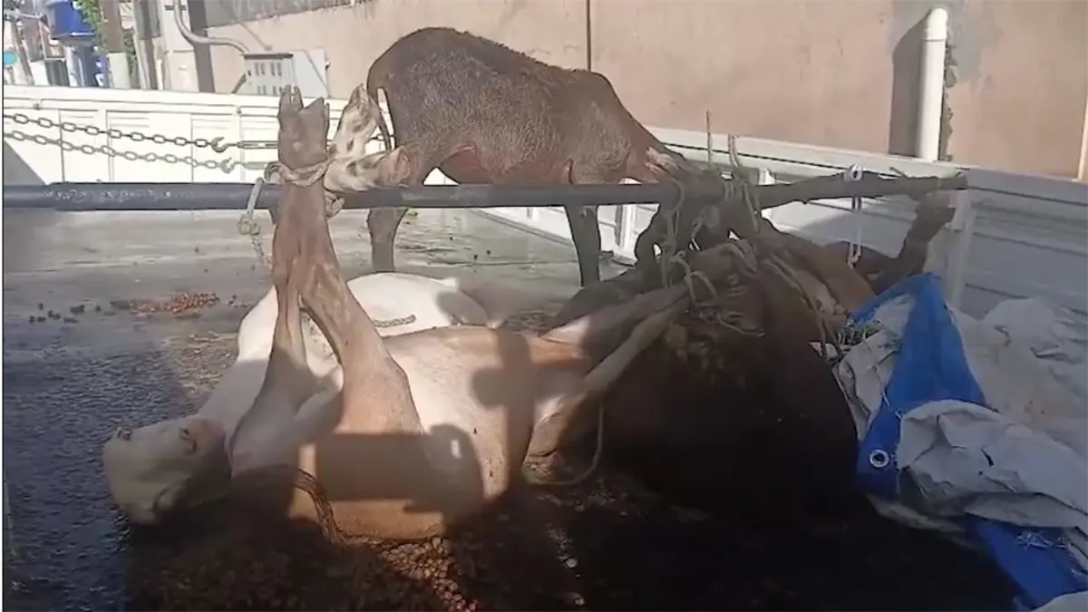 Chivos y ovejos.