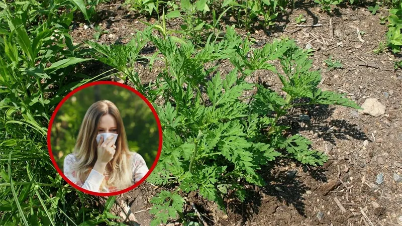 Ambrosía, una planta invasora que asfixia a Serbia ante la inacción de las autoridades