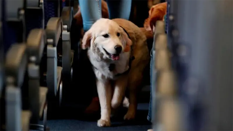 Italia realiza el primer vuelo comercial con transporte de perros de gran tamaño
