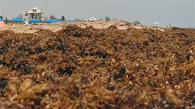 Alerta en Boca Chica por el hedor del sargazo que afecta a comerciantes