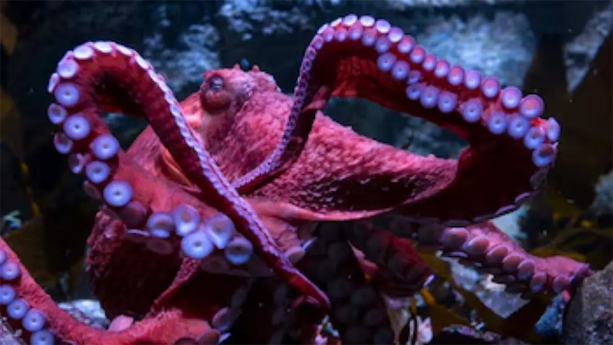 La inminente muerte de un pulpo que cuida a sus huevos en acuario de EEUU causa conmoción