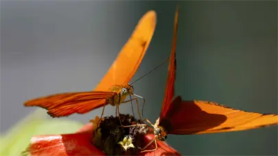 Las mariposas, las jardineras del planeta que desafían a la ciencia a estudiarlas más
