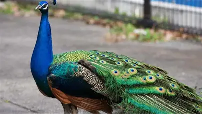 Acusan de crueldad animal a hombre de Florida por matar y comerse a dos pavos reales