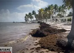 El problema del sargazo en el Caribe: un golpe para el turismo, la economía y el medioambiente