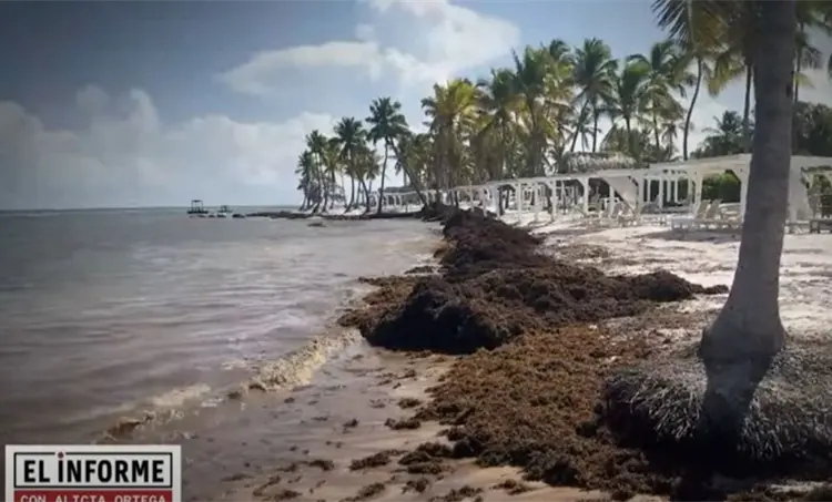 El problema del sargazo en el Caribe: un golpe para el turismo, la economía y el medioambiente