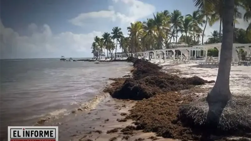 El problema del sargazo en el Caribe: un golpe para el turismo, la economía y el medioambiente