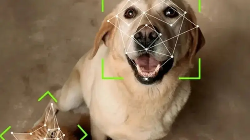 Amazon usará IA y reconocimiento facial en Ring para identificar visitas y buscar mascotas