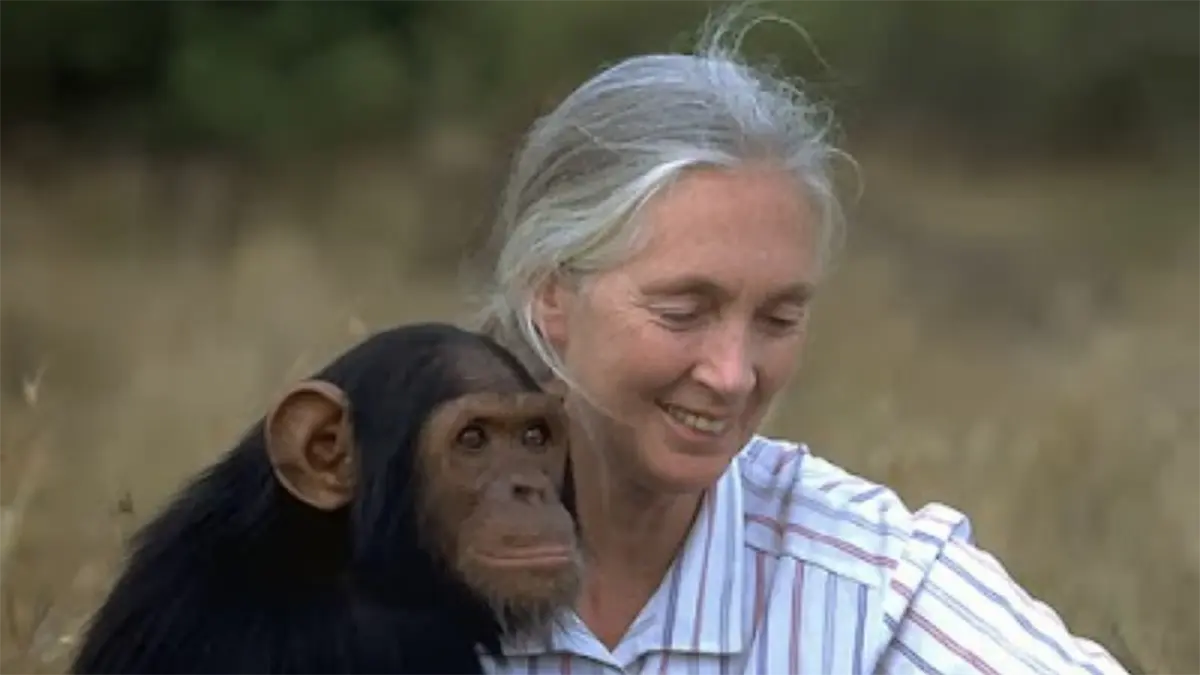 La Unesco, sobre gran dama Jane Goodall: Su saludo chimpancé resonará por mucho tiempo