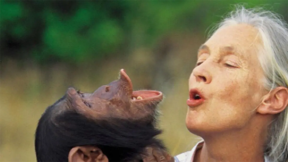 Muere Jane Goodall, la legendaria "Dama de los Chimpancés" y pionera en el estudio de los primates