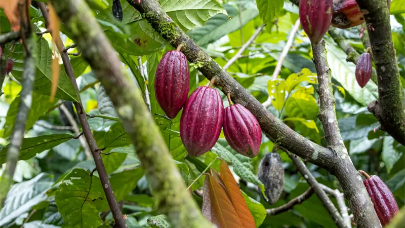 Víctimas de estafa en venta de cacao  piden intervención del presidente Abinader