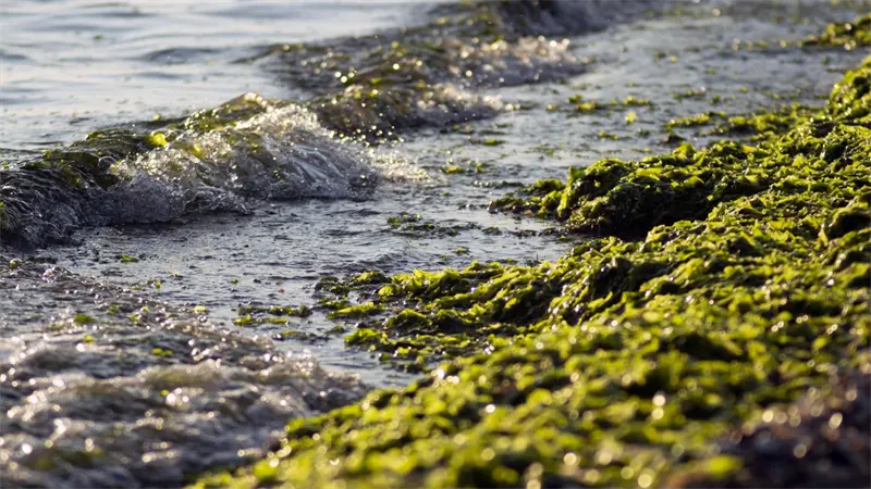 Australia lanza una línea directa para informar sobre el alga tóxica que cubre sus playas