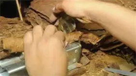 ONG denuncia que Habanos ha reconocido públicamente emplear presos para elaborar puros