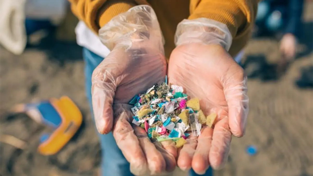 Investigan bacterias capaces de biodegradar microplásticos en el mar