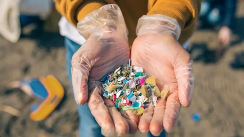 Investigan bacterias capaces de biodegradar microplásticos en el mar