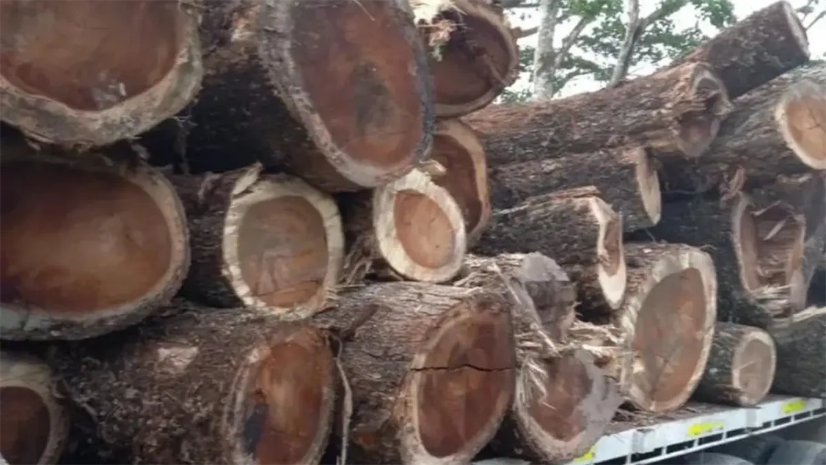 Autoridades ambientales aseguran 5,000 pies de madera ilegal en Sánchez Ramírez como parte de operativos de protección forestal.