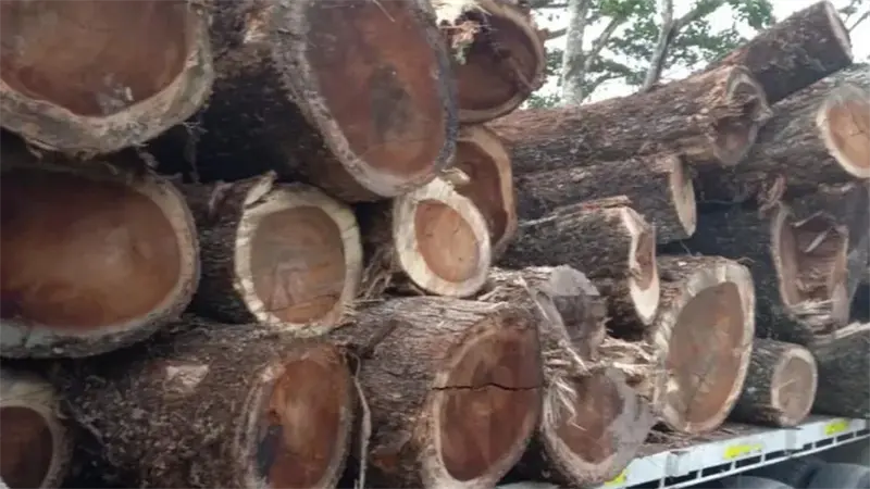 Autoridades incautan madera obtenida ilegalmente en Cotuí
