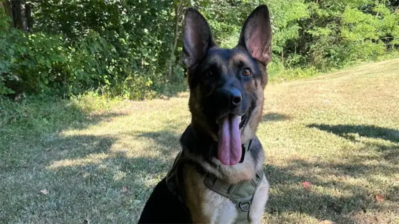 Perro policía Knox salva a dos niños desaparecidos en bosque nacional Hoosier