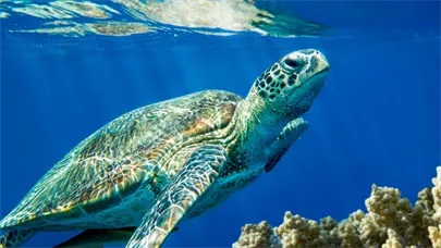 Grecia deberá pagar cinco millones y medio por no proteger las tortugas marinas