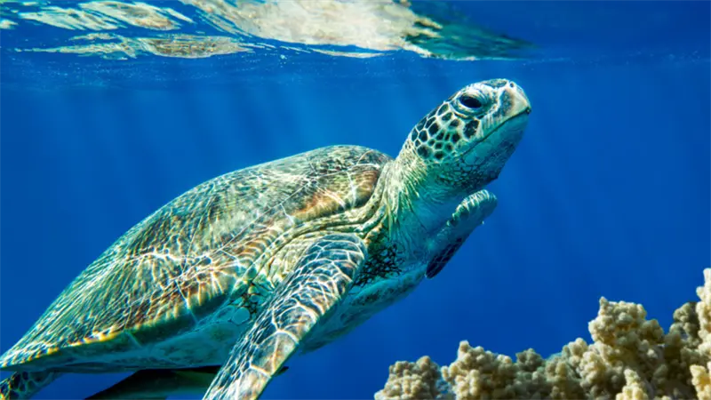 Grecia deberá pagar cinco millones y medio por no proteger las tortugas marinas