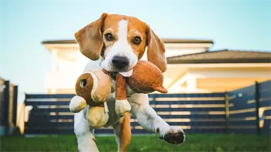 Estudio revela que los perros muestran comportamientos adictivos con sus juguetes