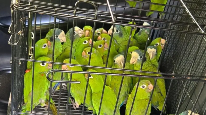 SENPA y Medio Ambiente rescatan 28 aves en veda en Dajabón