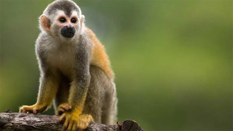 Coordinan el traslado de especies exóticas ilegales de Puerto Rico a República Dominicana