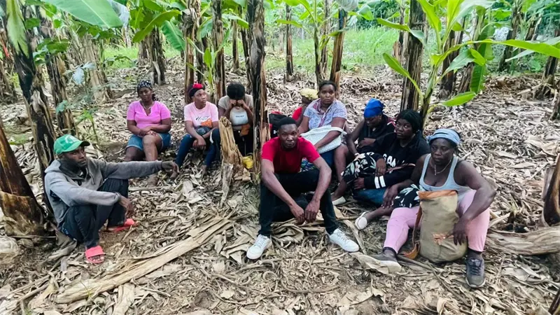 Ejército descubre haitianos indocumentados en finca de bananos en Valverde