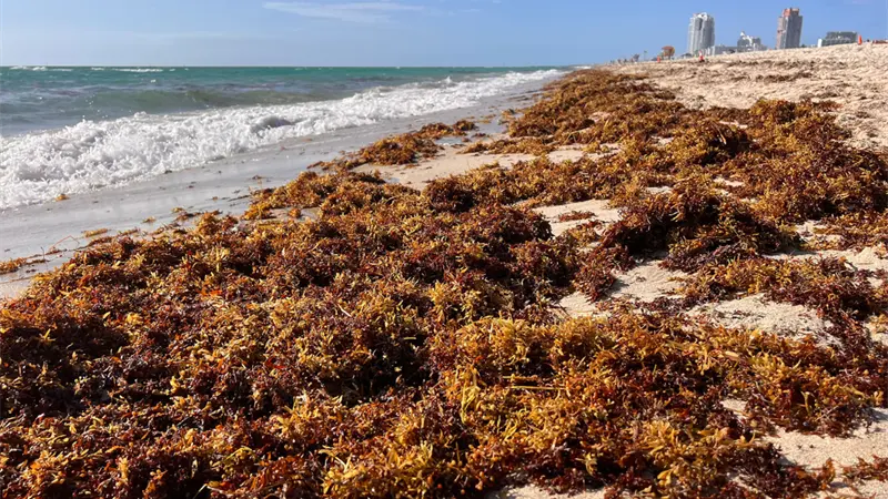 Comerciantes de Boca Chica sufren pérdidas por acumulación de sargazo en playas