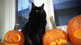 Protectoras de animales en España restringen adopción de gatos negros en Halloween