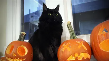 Protectoras de animales en España restringen adopción de gatos negros en Halloween