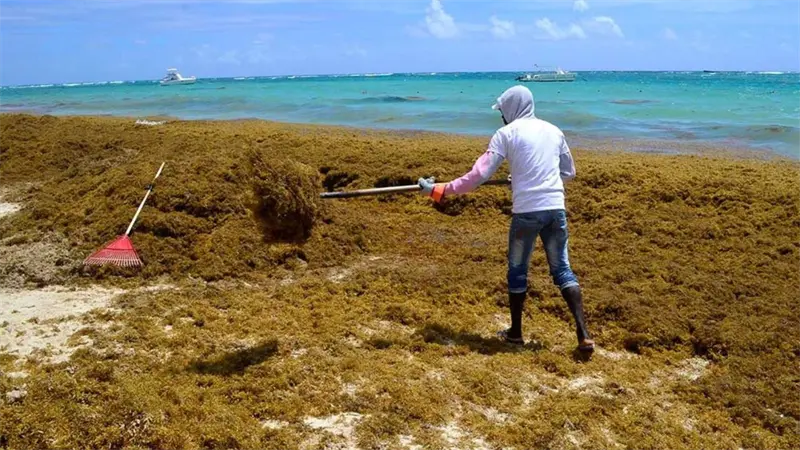 Persisten las secuelas del sargazo en Boca Chica pese a mejora en las aguas