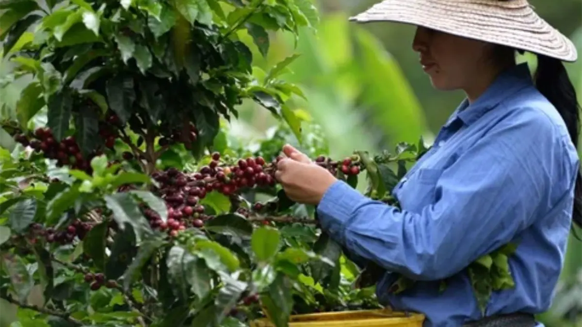 Bogotá será la primera ciudad suramericana en acoger la feria mundial del café en 2027