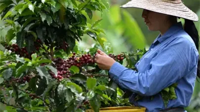 Bogot&aacute; ser&aacute; la primera ciudad suramericana en acoger la feria mundial del caf&eacute; en 2027