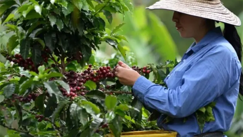 Bogotá será la primera ciudad suramericana en acoger la feria mundial del café en 2027
