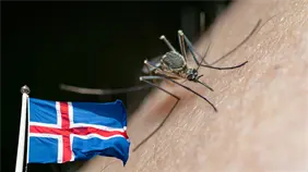 Descubren por primera vez en la historia mosquitos en territorio islandés
